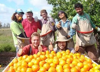 LO STUDIO/Anche i giovani siciliani nella nuova emigrazione targata Australia: perché si sceglie la terra dei canguri?